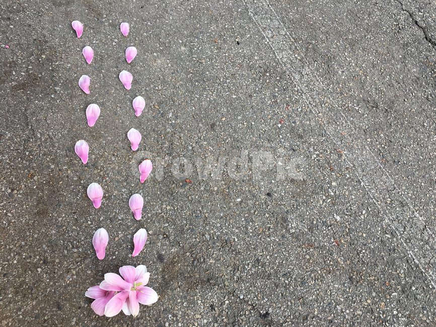 목련,목련꽃길,꽃길,발자국,발자욱,꽃발자국,꽃발자욱,홍목련,아스발트,아스팔트
