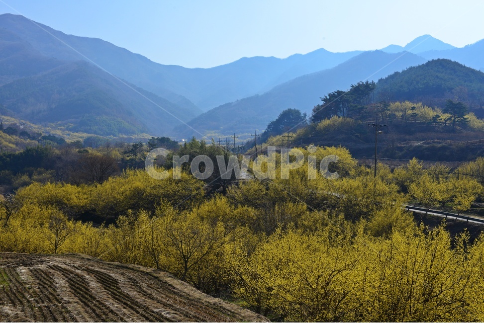 전남,구례,산동,상위마을,산수유,산수유마을,봄,nature,자연,outdoors,옥외,mountain,산,풍경,자연,풍경,nature,landscape