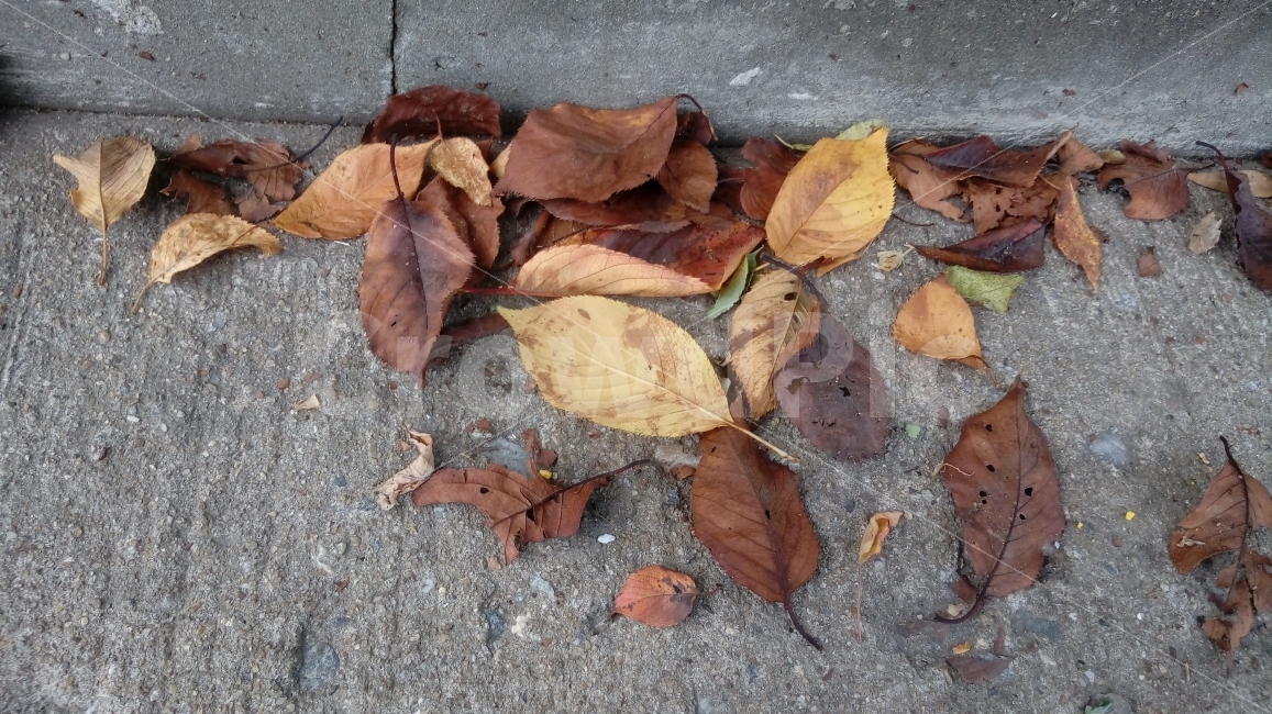 낙엽잎,떨어진,가을,갈색,노란색,nature,낙엽,단풍,fall,autumn,season,가을,계절,fall,autumn,season,식물,자연,plants,nature,leaf,잎,plant,ground,바닥