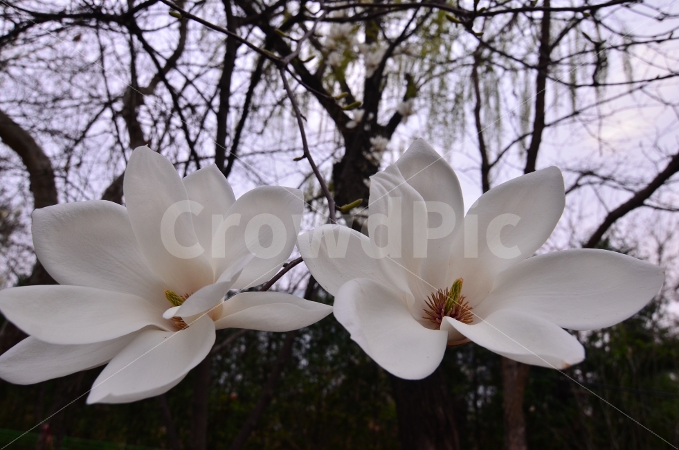목련,꽃향기,봄의꽃,하얀꽃잎,꽃잎차,식물,자연,plants,nature,봄,계절,spring,season,꽃,flower,plant