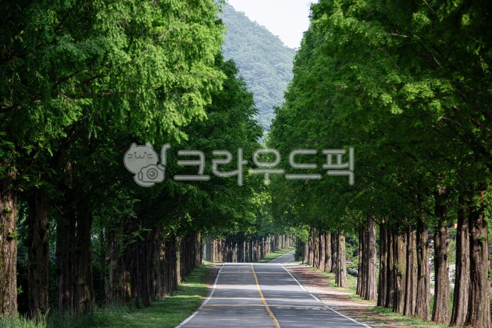 Metasequoia,tree-lined road,road,roadway,tree,forest road,tree-lined road,green,spring,peaceful,country road,Jinan,Jungang Line,quiet,green,green
