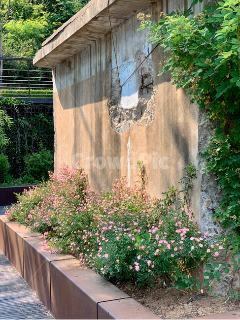봄,꽃,담벼락,분홍꽃,식물,화단,햇살,작은꽃,감성,설레임,청순,spring,flower,wall,pinkflower,plant