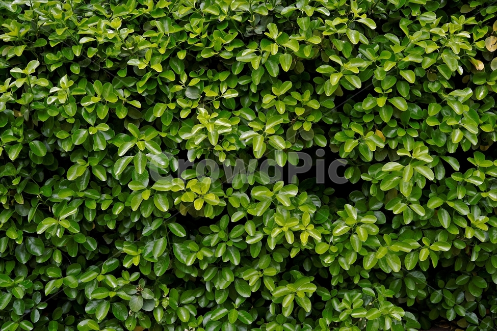 봄,식물,잎,새잎,녹색,freshgreen,newgreenleaves,newleaves,계절,푸르름