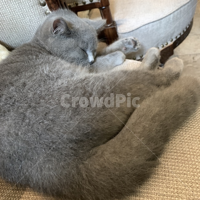 고양이,포유류,엉덩이,고양이털,잠