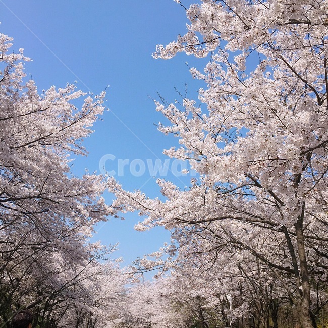 꽃,벚꽃,하늘,sky,flower,풍경