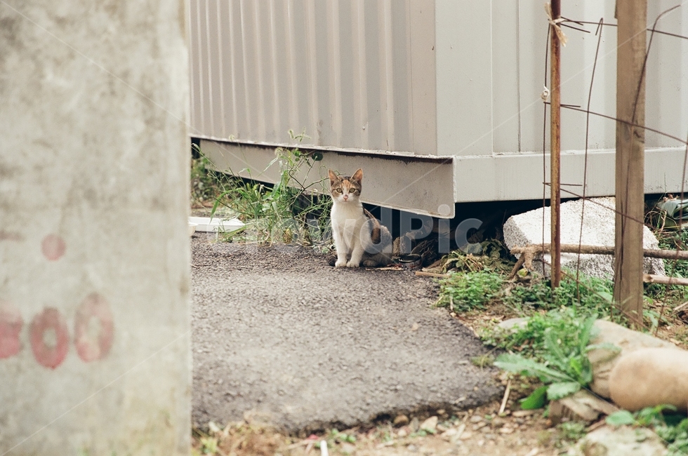 귀여움,야옹,반려동물,cats,mammals,animals,cute,meow,pets,mammal,포유류,cat,고양이,pet,abyssinian,동물,animal,아비시니안,manx,동물,animal,포유류,mammal,고양이,cat,kitten,kitty