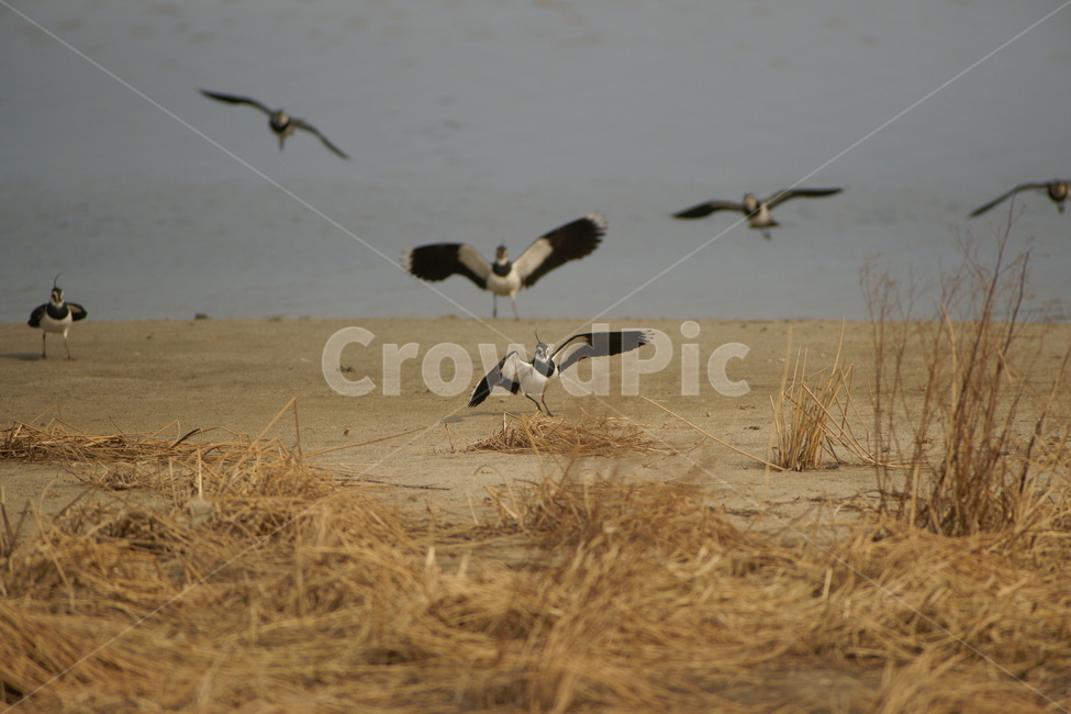 댕기물떼새,조류,군무,철새,새,동물,animal,조류,새,birds