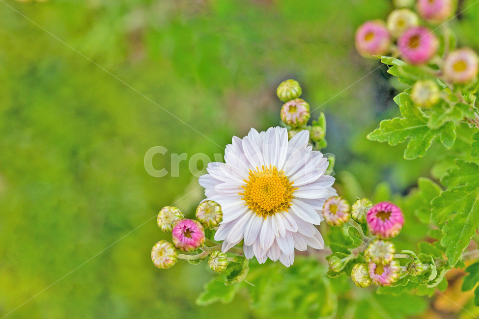꽃,flower,가을,국화,배경화면,식물,자연,plants,nature,꽃,flower