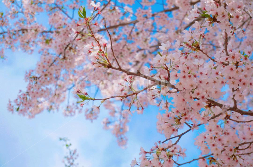 벛꽃,축제,석촌호수,배경,자연,봄,계절,spring,season,plant,식물,flower,꽃,blossom