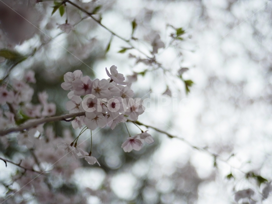 벛꽃,제주,벛꽃앤딩,벚꽃나무,봄,봄,계절,spring,season,식물,자연,plants,nature,꽃,flower,plant,blossom