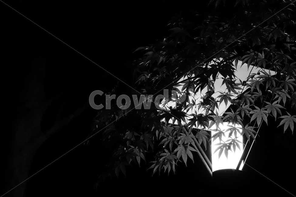 plant,식물,leaf,잎,tree,나무,가로등,단풍,식물,자연,plants,nature,흑백,모노톤,monochrome,black and white