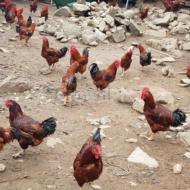 닭,토종닭,닭무리,꼬끼오,장닭,동물,animal,조류,새,birds