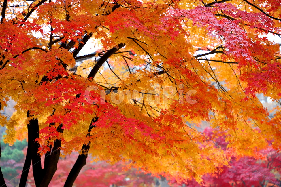 식물,나무,풍경,가을,계절,가을,계절,fall,autumn,season,식물,자연,plants,nature,나무,trees,wood,plant,leaf,잎,tree,maple,단풍