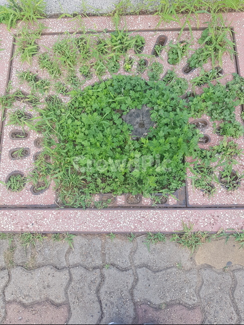 grass,풀,잔디,맨홀,거리