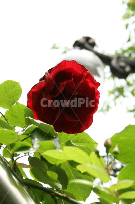 장미,rose,식물,flower,plants,nature,꽃,꽃봉오리,식물,자연,plants,nature,꽃,flower