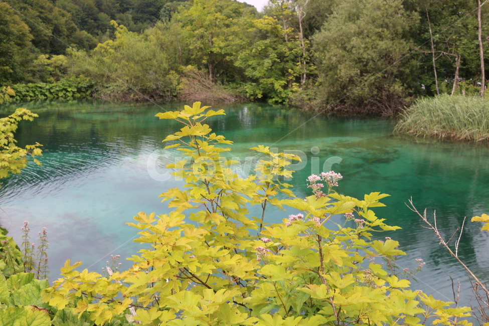 크로아티아,크로아시아,플리트비체,croatia,plitvice,plitvica,국립공원,공원,폭포,숲,요정숲,연못,강,호수,나무,여름,유럽,waterfall,pond,lake,park,tree,forest,자연,풍경,nature,landscape