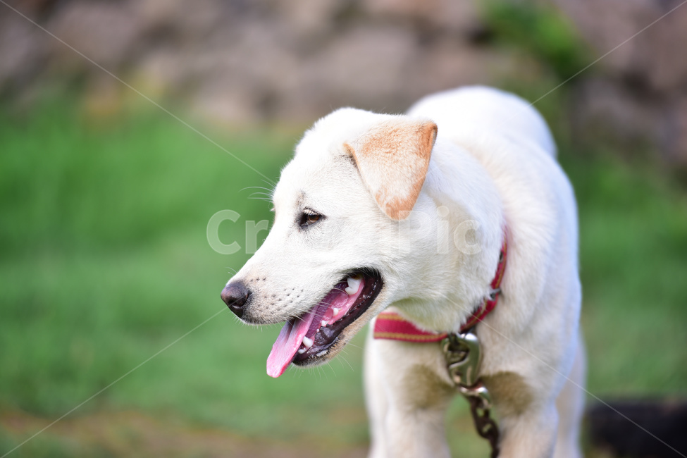 pet,애완동물,동물,animal,포유류,dog,개