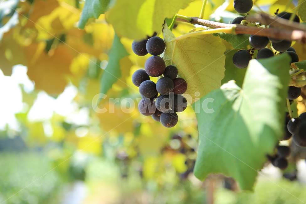 포도,시골,자연,초록,달콤한포도,식물,자연,plants,nature,과일,열매,fruit