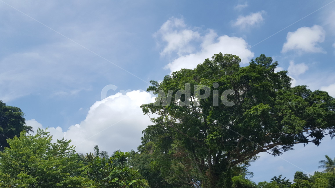 oversea,world,해외,외국,풍경,landscape,봄,spring,계절,season,나무,tree,sky,하늘