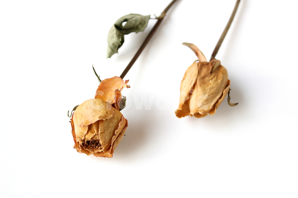brown,closeup,dead,death,decoration,dry,floral,flower,green,isolated,leaf,leaved,macro,natural,nature,old,plant,rose,yellow,장미,식물,꽃,자연,노랑,드라이플라워,말린꽃,장미꽃,노란꽃,오래된,낡은,말린,브라운,갈색,드라이,건조,시든,건조한,시든꽃,옐로우,노란색,로즈,꽃,flower,누끼,remove background