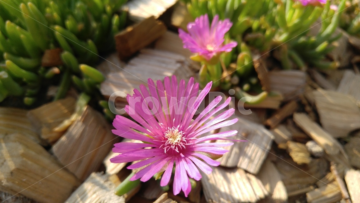 사철채송화,꽃,핑크색꽃,핑크,식물,녹색,배경,감성,계절,flower,pink,flants,green,background,emotional,season