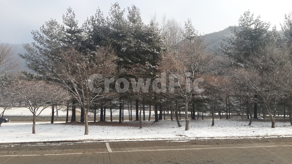 풍경사진,설경,나무,눈,여행,겨울,계절,winter,season,자연,풍경,nature,landscape,tree,plant,식물,outdoors,옥외