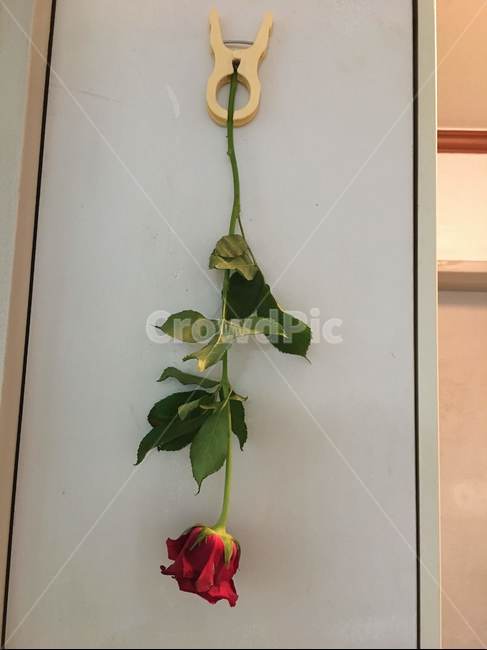 장미,한송이,빨간,rose,집게