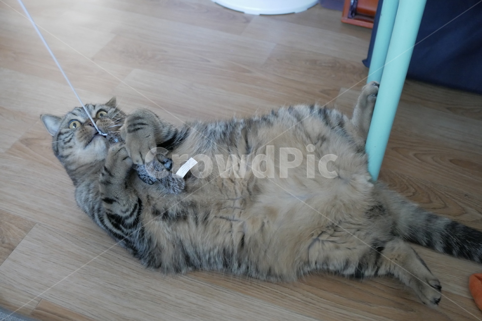 고양이,개냥이,애교,표정,얼굴,호기심,동물,귀여운,동물,animal,포유류,mammal,고양이,cat,kitten,kitty