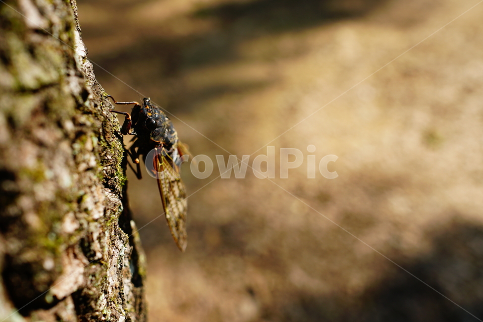 매미,곤충,벌레,자연,insect,cicada,nature,나무,tree,여름,8월,식물,숲,숲속,수목원,closeup,접사,summer,august,plants,동물,animal,곤충,벌레,insect,bug