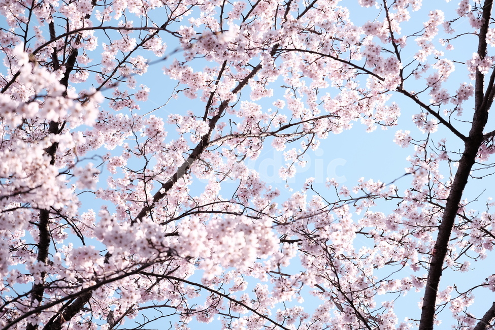 벚꽃,봄꽃,cherryblossom,분홍색꽃,하늘,꽃과하늘,봄하늘,봄,계절,spring,season,식물,자연,plants,nature,꽃,flower,plant,blossom