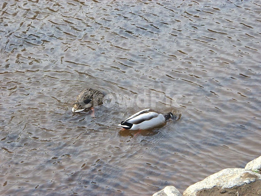 오리,천둥오리,조류,동물,실개천,동물,animal,조류,새,birds