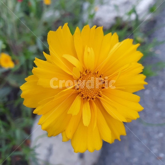 꽃,노란색,자연,flower,노란꽃