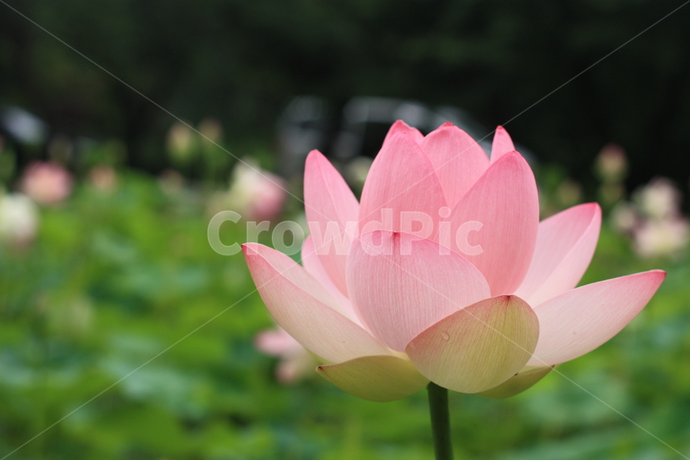 plant,식물,flower,꽃,blossom,연꽃,식물,자연,plants,nature,꽃,flower