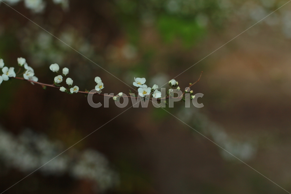 꽃,봄꽃,식물,flower,spring,봄,계절,spring,season,식물,자연,plants,nature,꽃,flower,plant