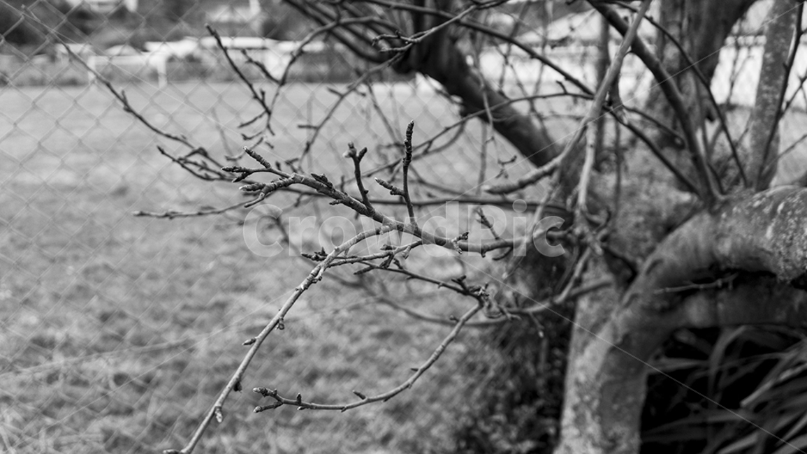 nature,자연,tree,나무,plant,식물,흑백