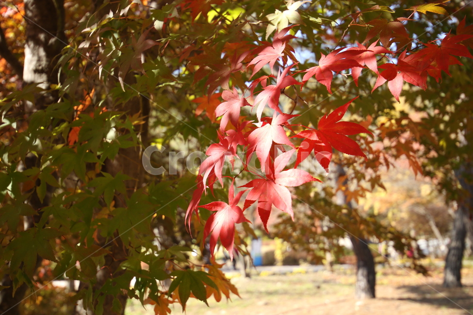 단풍,단풍잎,빨간색,초록색,가을잎,가을,계절,fall,autumn,season,식물,자연,plants,nature,leaf,잎,plant,tree,나무
