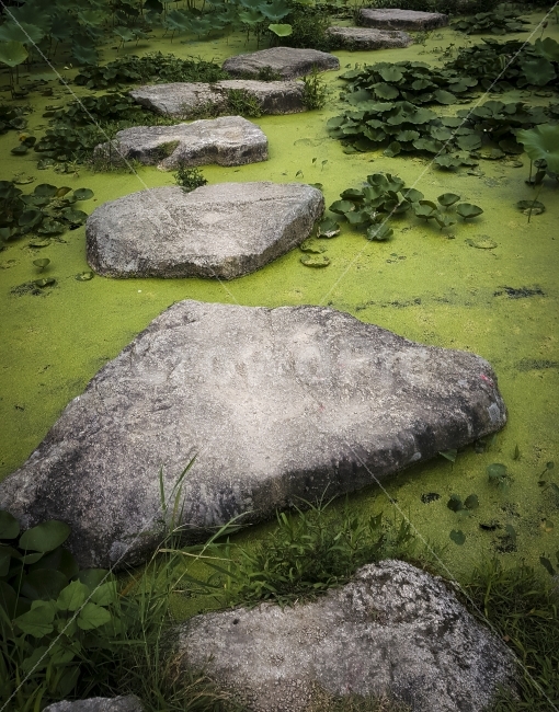 상림공원,여행,자연,지리산,징검다리,함양,돌,바위,개구리밥,연결,stone,rock,자연,풍경,nature,landscape,plant,식물,algae,조류