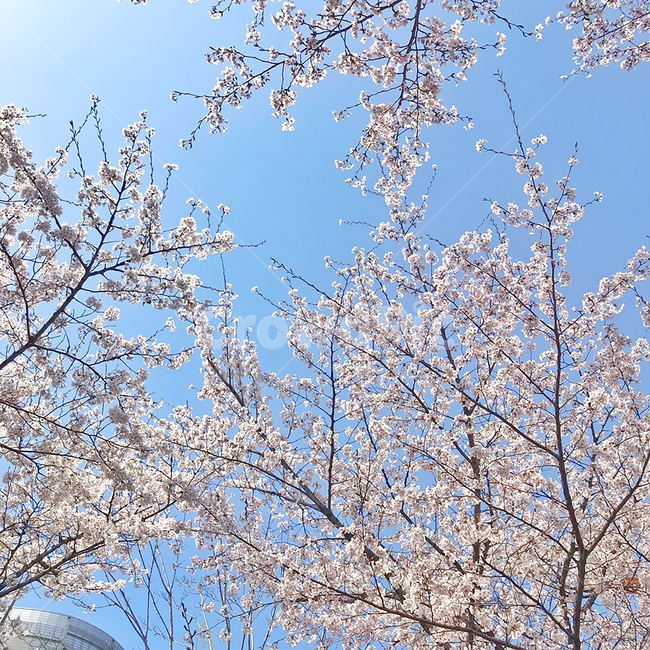 벚꽃,봄,벚꽃나무,꽃,나무,계절,봄,계절,spring,season,plant,식물,flower,blossom,cherry blossom
