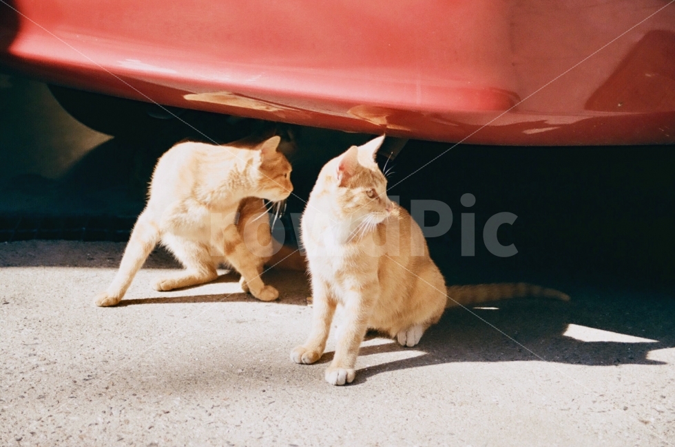 동물,고양이,animals,cats,포유류,길거리,street,자동차,car,동물,animal,포유류,mammal,고양이,cat,kitten,kitty,감성,sensible,feeling