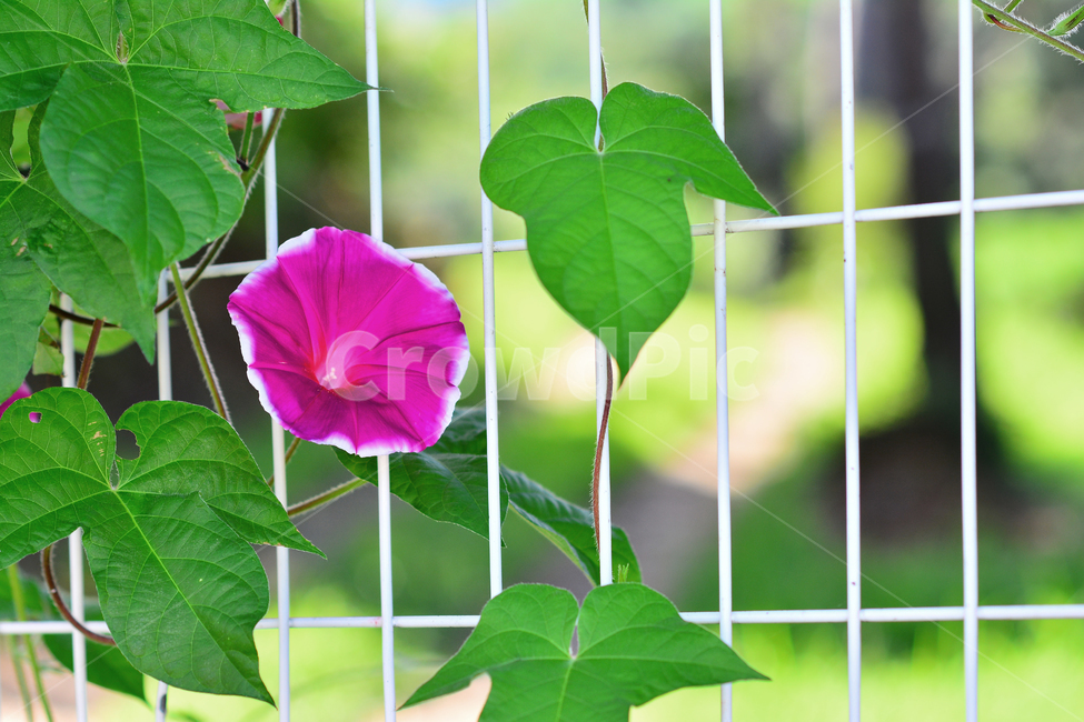 pink,herbal,wire netting,One bunch,morning,flower,vine plant,morning glory,wildflowers,Dark pink,Morning Glory,affix,plant,fence,morningglory