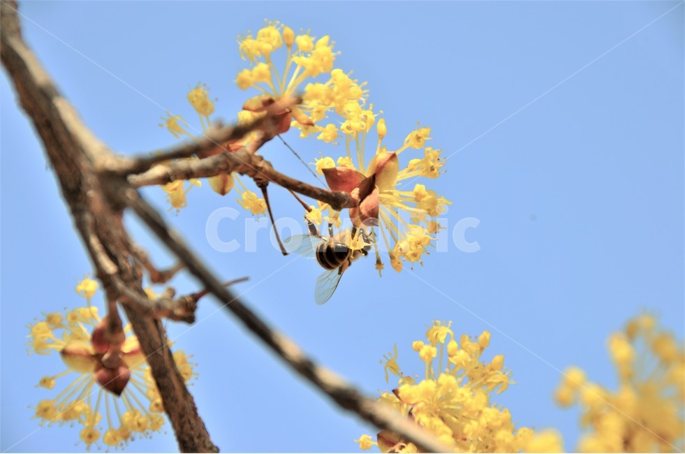 꿀벌,봄,개나리,수정,감성,봄,계절,spring,season,식물,자연,plants,nature,꽃,flower,동물,animal,곤충,벌레,insect,bug,wasp,말벌,invertebrate,무척추 동물,hornet,호넷,bee,벌,andrena,안드레 나
