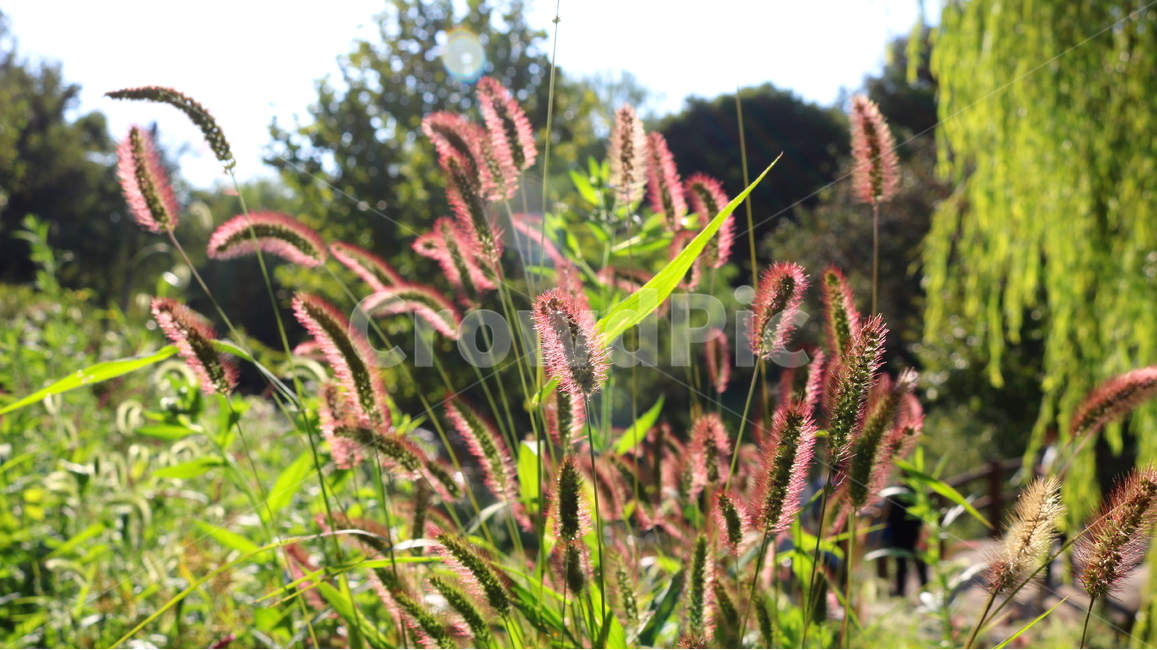 강아지풀,풀,잡초,벼과,식물,자연,구미초,낭미초,개꼬리풀,식물,자연,plants,nature