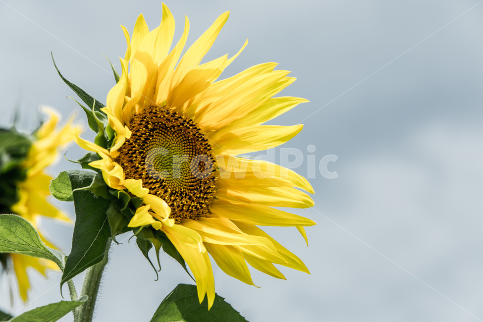 해바라기,꽃,열정,씨앗,바람,식물,노랑,여름,계절,summer,season,가을,fall,autumn,식물,자연,plants,nature,꽃,flower,plant,blossom