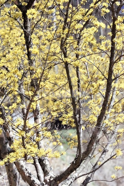 봄,산수유,꽃,노란색,나무,식물,자연,계절,yellow,nature,season,flower,beauty,tree,봄,계절,spring,season,식물,자연,plants,nature,꽃,flower,plant,tree trunk,나무 줄기