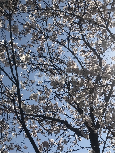 벚꽃,벚꽃놀이,봄,벚꽃나무,나들이