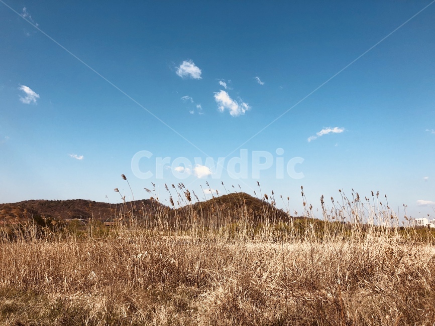 산,하늘,갈대,가을,구름,가을,계절,fall,autumn,season,자연,풍경,nature,landscape,outdoors,옥외,grassland,목초지,field,들,mound,투수판