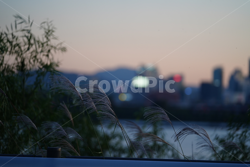 가을,풀,자연,생물,갈대,plant,식물,grass,식물,자연,plants,nature