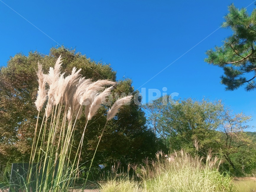 하늘,팜파스,갈대,풀,나무,나뭇잎,자연,풍경,가을,감성,grass,plant,lawn,tree,가을,계절,fall,autumn,season,잔디,식물