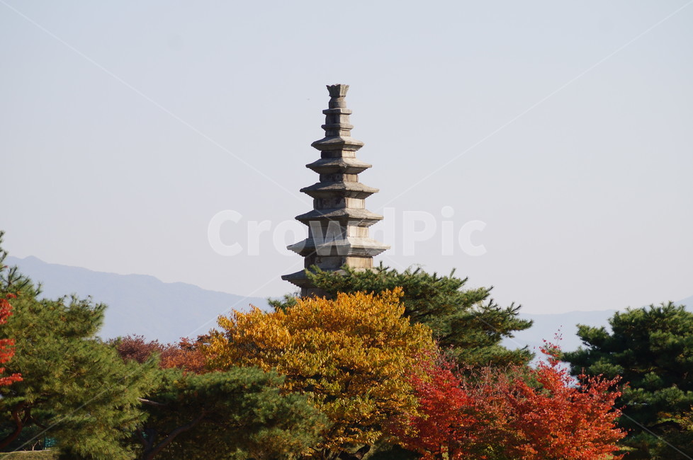 중앙탑,석탑,문화재,국보,불교문화재,7층석탑,가을,계절,fall,autumn,season,조각상,동상,석상,조형물,statue,bronze statue,stone statue,종교,신앙,religion,belief,faith,architecture,건축물,building,건물,steeple,뾰족한 탑,tower,탑,spire,첨탑,temple,신전