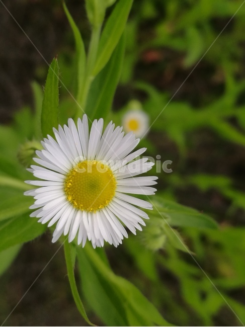 개망초,초여름,들꽃,야외,근접촬영,초록,풀,식물,자연,plants,nature,꽃,flower